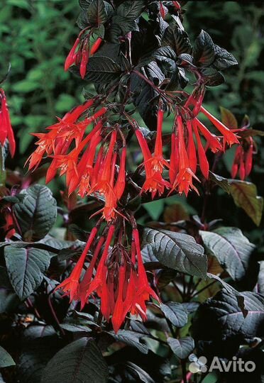 Цветы для дома