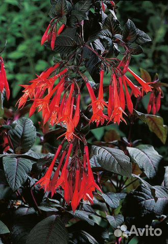 Цветы для дома