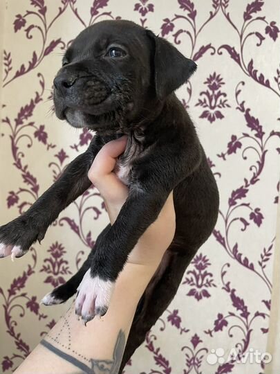 Щенки питбуля