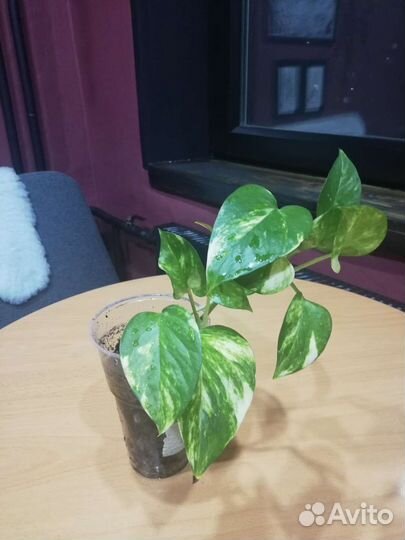 Сциндапсус (эпипремнум)