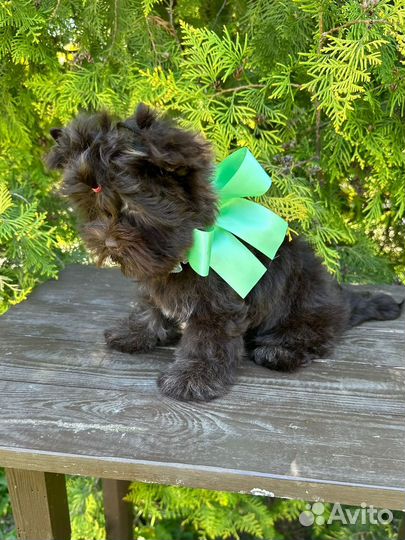 Шоколадный Йорк девочка