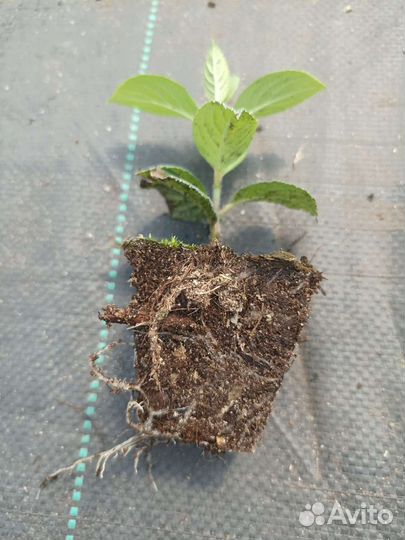 Гортензия саженцы