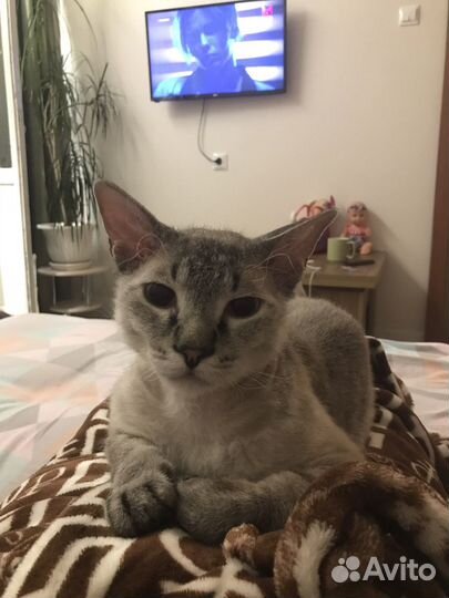 Кот Аркадий ищет дом