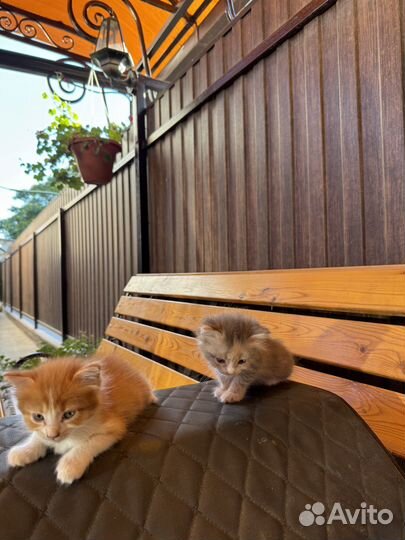 Кошка котята