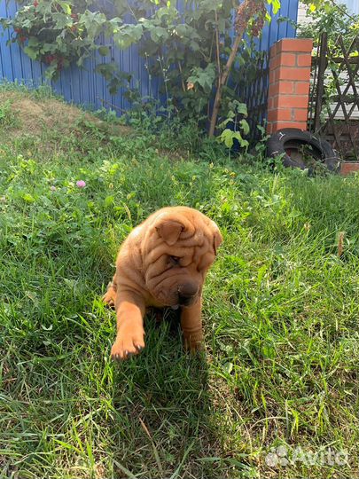 Щенки шарпей