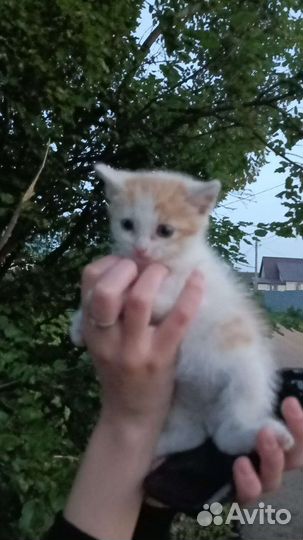 Котята мальчики бесплатно