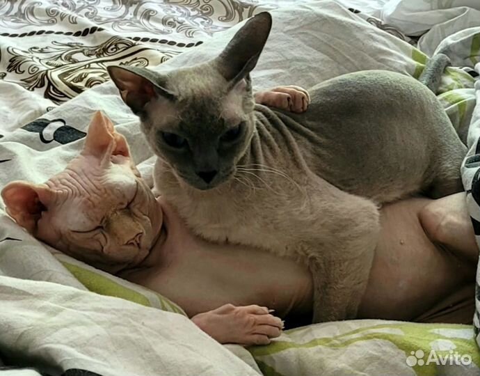 Канадский сфинкс котенок
