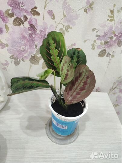 Маранта триколор комнатный цветок