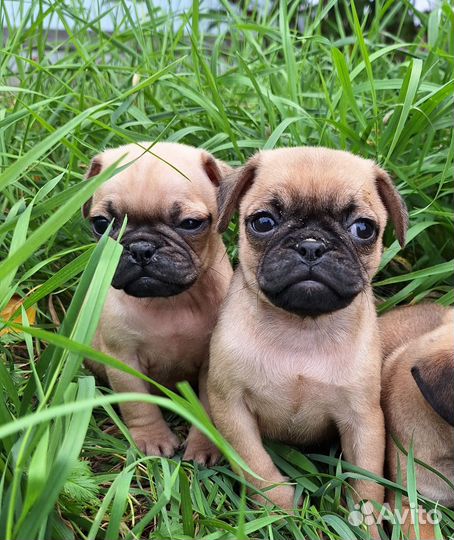 Щенки мопса