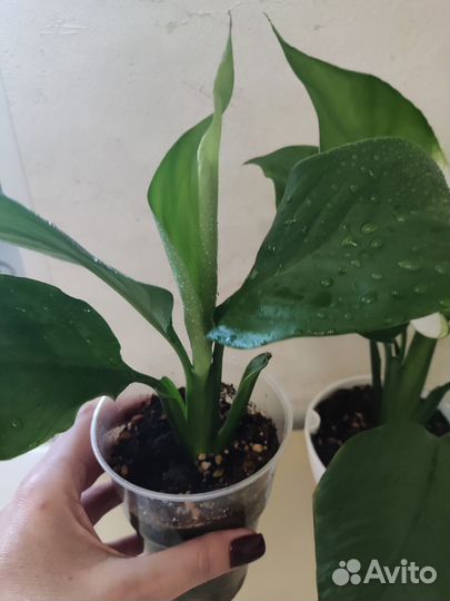 Комнатные растения