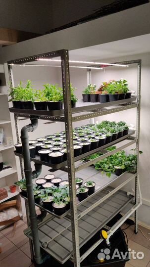 Начни зарабатывать на своей ситиферме