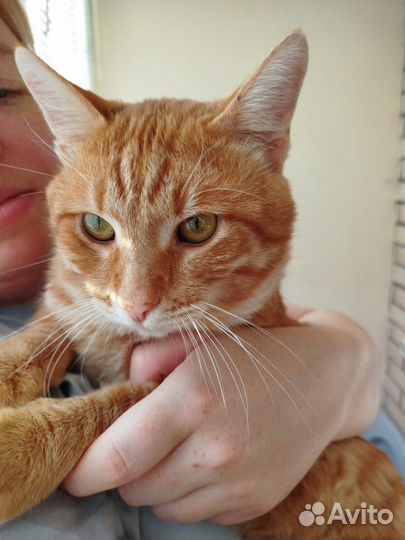 Отдадим в хорошие руки молодого котика