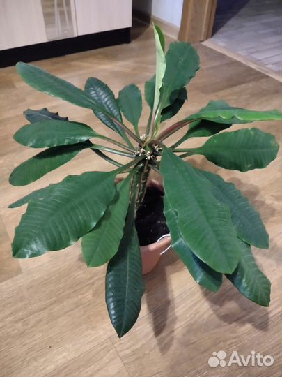 Комнатные растения