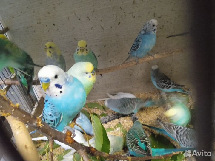 Волнистый попугай