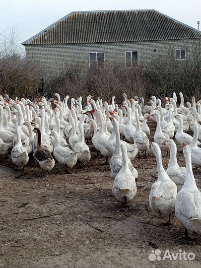 Инкубационное яйцо гусей Линда. Гусята