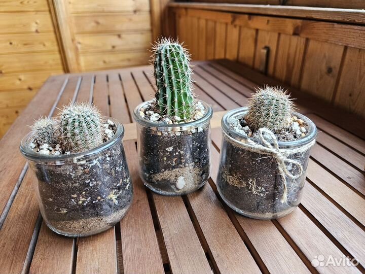 Кактусы цветущие в горшочке