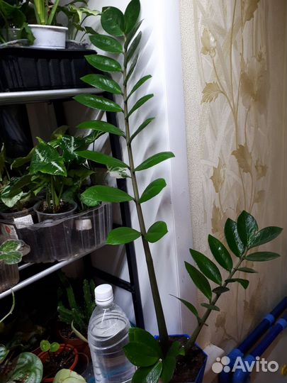 Замик Зензи,Равен,змеелистный,сингмария, аден