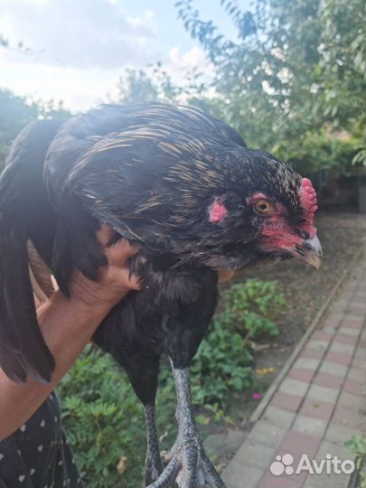 Петухи породы Ухей-Илюй, Легбар, Амираукан