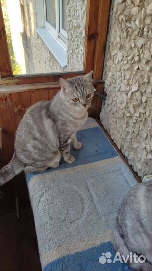 Шотландский прямоухий скоттиш страйт