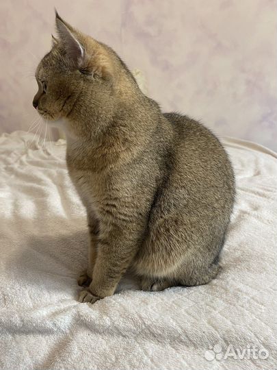 Золотая шиншилла с родословной вязка