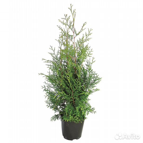 Саженцы смородины