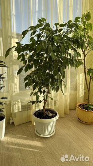 Фикус бенджамина большой