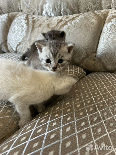 Котята в дар бесплатно