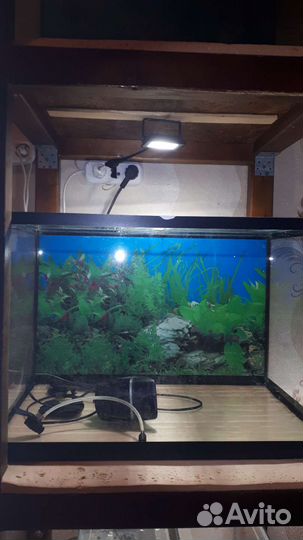 Аквариум