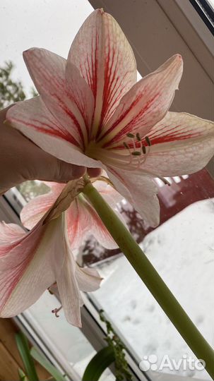 Гиппиаструм