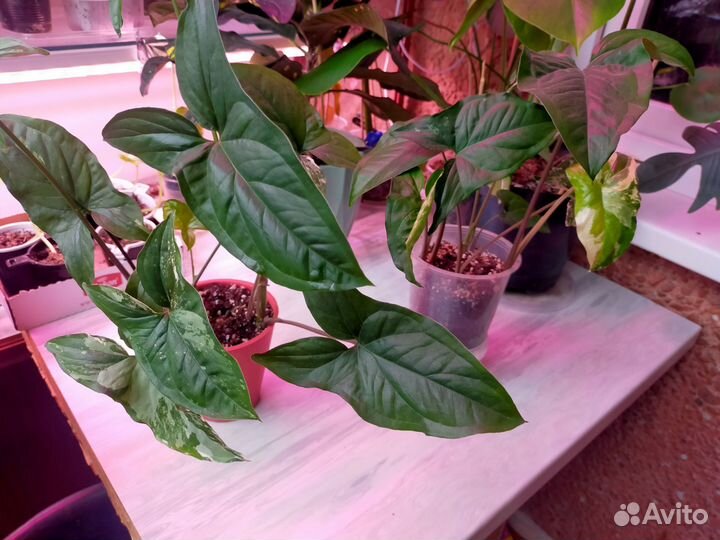 Цветы домашние