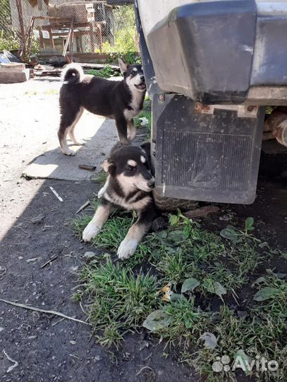 Щенки лайки в добрые руки