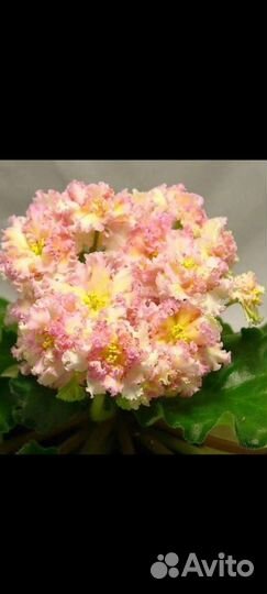 Фиалка сортовая