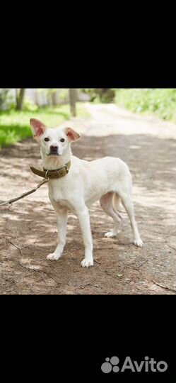 Белая небольшая собачка ищет дом