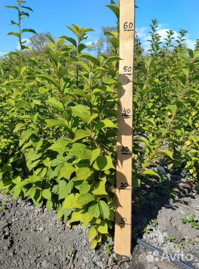 Войлочная вишня