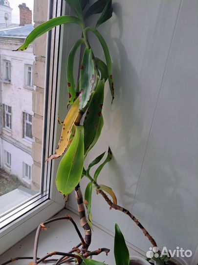 Цветок золотой ус