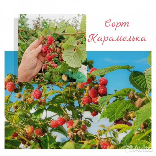 Саженцы малины, смородины, клубники:Карамелька