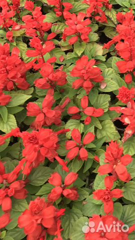 Рассада сальвия