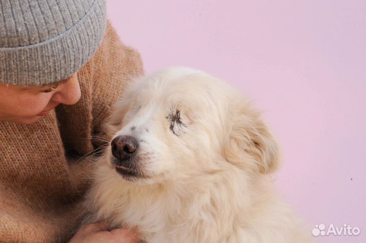 Собака в добрые руки