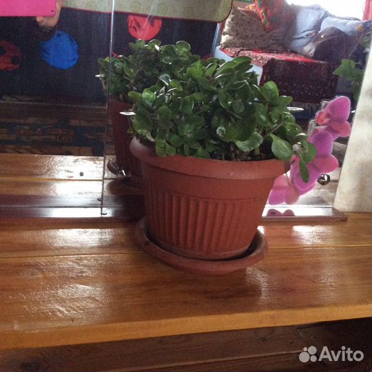 Цветы