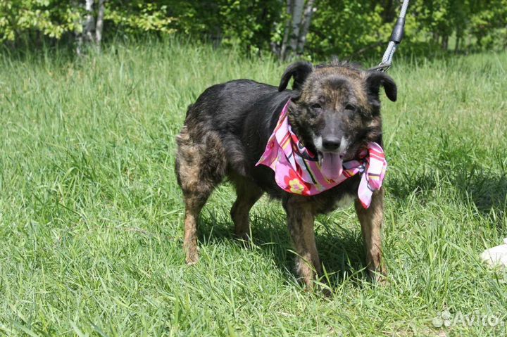 Собака в дар