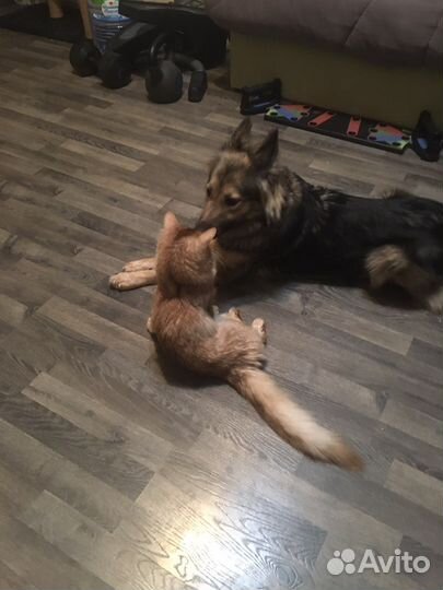 Собаки бесплатно в добрые руки