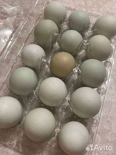 Легбар голубое яйцо