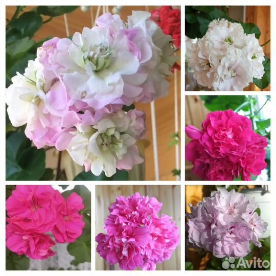 Пеларгония герань