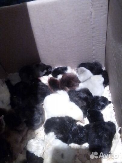 Цыплята суточные несушки