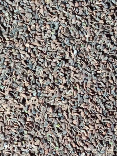 Семена фацелии