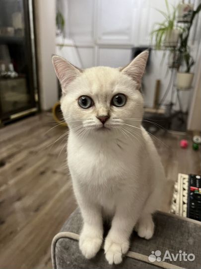 Породистые котята