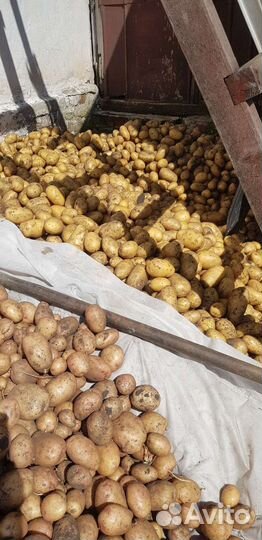 Продам картофель