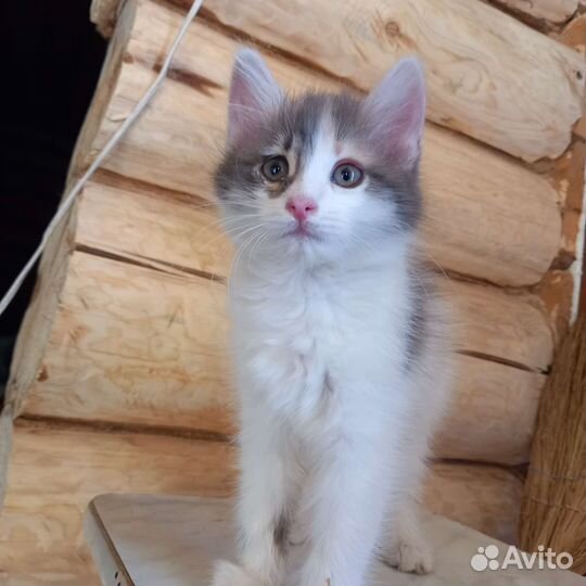 Котенок девочка в добрые руки