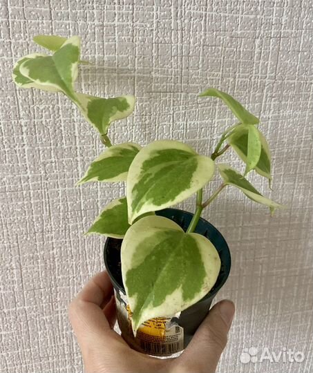 Пеперомия вариегатная