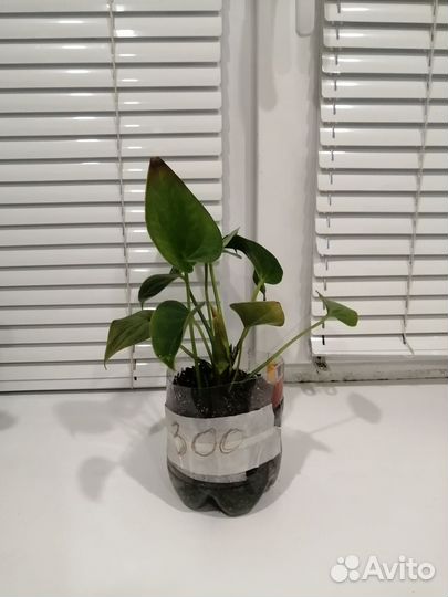 Комнатные цветы антуриум
